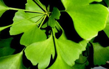 Ginkgo biloba previne pierderile de memorie