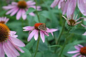 Echinacea