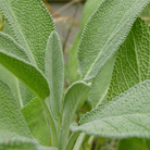 Salvia