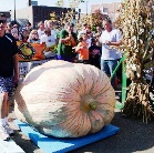 Dovleacul de 812 kilograme