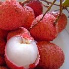 Litchi, cireasa chinezeasca