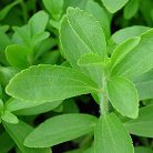 Stevia, indulcitorul natural