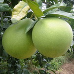 Pomelo se vinde ca painea calda