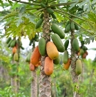 Papaya