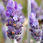 Levantica si ulei de lavanda