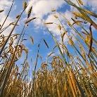 Adevarul despre carbohidrati