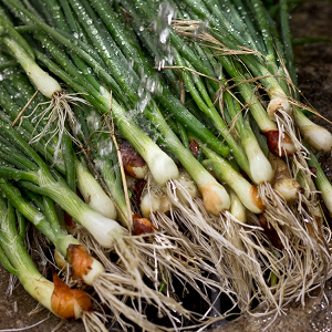 Ceapa verde coapta