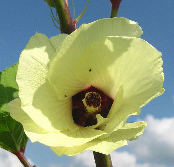 Bamele, ajutor de nadejde in curele de slabire