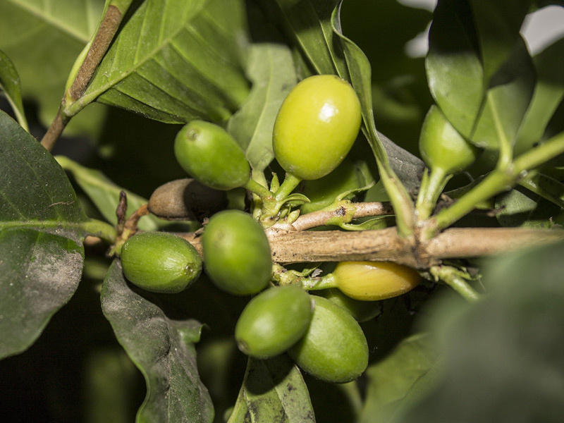 Cafeaua verde, alimentul miracol pentru slabit