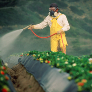 12 fructe si legume care sunt pline de pesticide