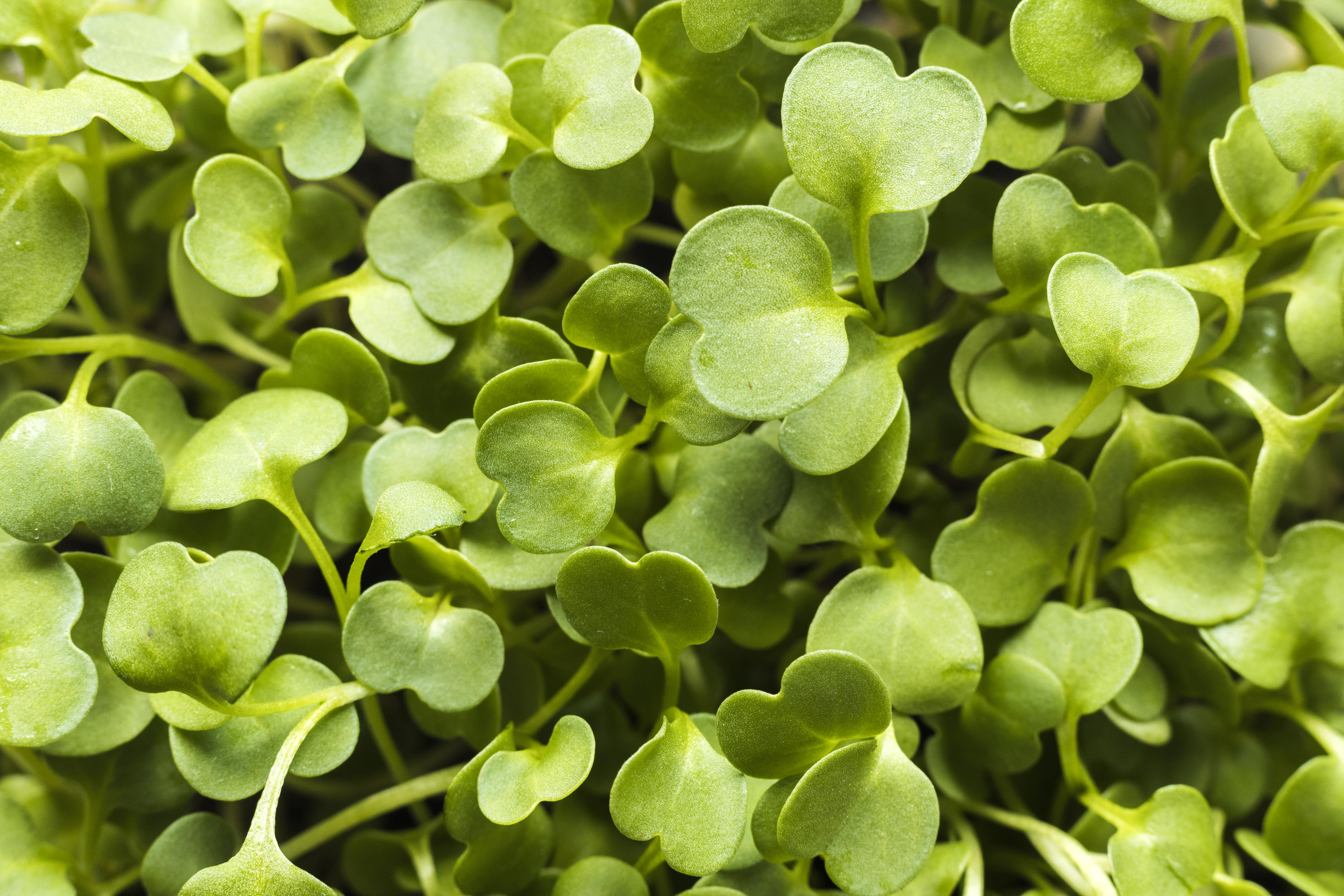 Ar putea germenii de broccoli să reducă nivelul zahărului din sânge?